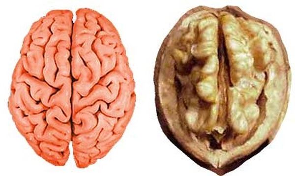 Грецкий орех и мозг картинка